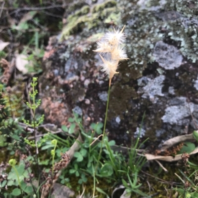 Rytidosperma (genus) (Wallaby Grass) at Tuggeranong DC, ACT - 19 Sep 2020 by PeterR