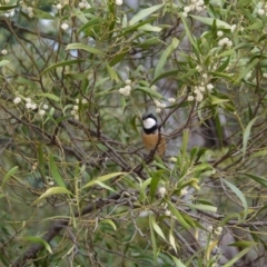 Pachycephala rufiventris (Rufous Whistler) at Paddys River, ACT - 21 Sep 2020 by ClubFED