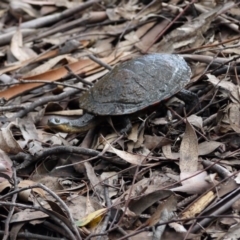 Chelodina longicollis (Eastern Long-necked Turtle) at Paddys River, ACT - 21 Sep 2020 by ClubFED