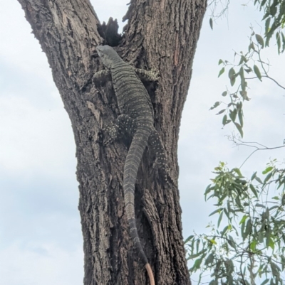 Varanus varius (Lace Monitor) at Springdale Heights, NSW - 21 Sep 2020 by ChrisAllen