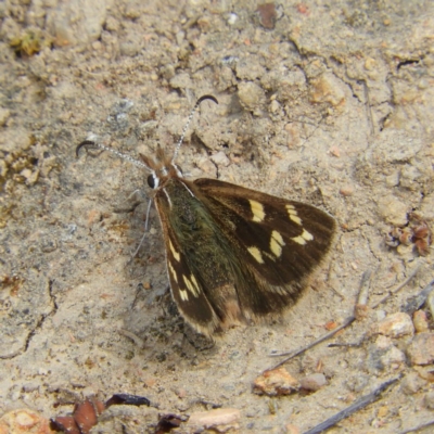 Herimosa albovenata (White-veined Sand-skipper) at Theodore, ACT - 19 Sep 2020 by MatthewFrawley