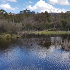 Biziura lobata at Paddys River, ACT - 21 Sep 2020