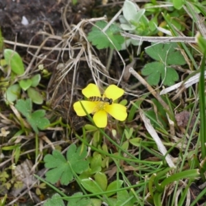 Melangyna sp. (genus) at Paddys River, ACT - 21 Sep 2020