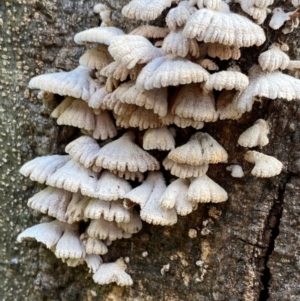 Schizophyllum commune at Deakin, ACT - 21 Sep 2020 02:11 PM