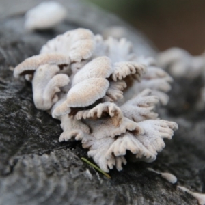 Schizophyllum commune at Deakin, ACT - 21 Sep 2020