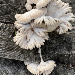 Schizophyllum commune at Deakin, ACT - 21 Sep 2020