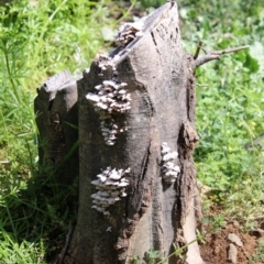 Schizophyllum commune at Deakin, ACT - 21 Sep 2020 02:11 PM