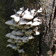 Schizophyllum commune at Deakin, ACT - 21 Sep 2020 02:11 PM