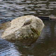 Emydura macquarii (Macquarie Turtle) at Tidbinbilla Nature Reserve - 21 Sep 2020 by ClubFED