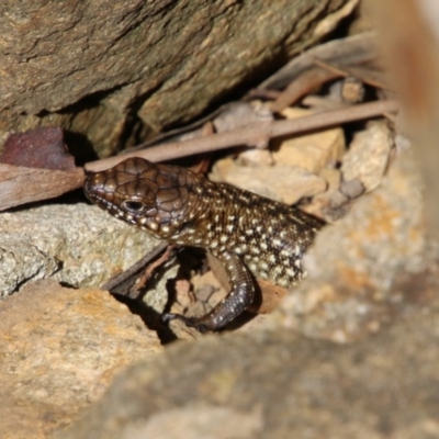 Egernia cunninghami (Cunningham's Skink) at Deakin, ACT - 21 Sep 2020 by LisaH