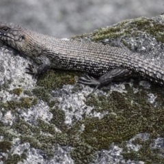 Egernia cunninghami (Cunningham's Skink) at Paddys River, ACT - 21 Sep 2020 by ClubFED