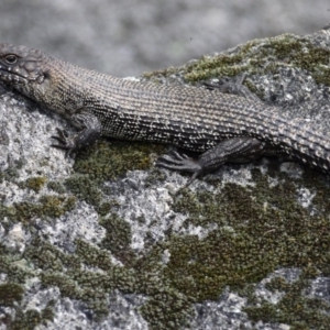 Egernia cunninghami at Paddys River, ACT - 21 Sep 2020