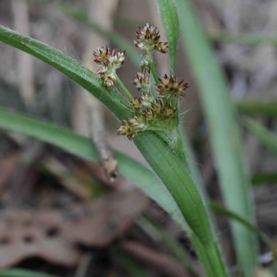 Luzula sp. (Woodrush) at O'Connor, ACT - 17 Sep 2020 by ConBoekel