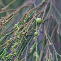 Exocarpos cupressiformis (Cherry Ballart) at O'Connor, ACT - 18 Sep 2020 by ConBoekel