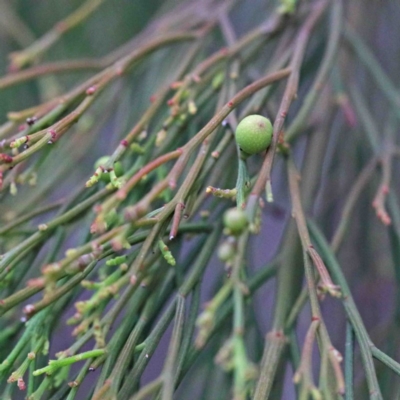 Exocarpos cupressiformis (Cherry Ballart) at O'Connor, ACT - 18 Sep 2020 by ConBoekel