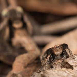 Maratus vespertilio at Hall, ACT - suppressed