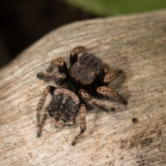 Maratus vespertilio (Bat-like peacock spider) at Hall, ACT - 21 Sep 2020 by kasiaaus