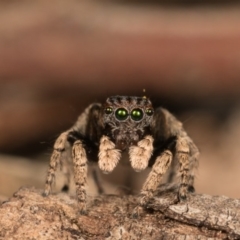 Maratus vespertilio at Hall, ACT - suppressed