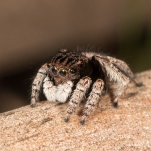 Maratus vespertilio at Hall, ACT - suppressed