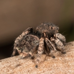 Maratus vespertilio at Hall, ACT - suppressed