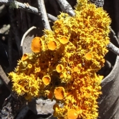 Teloschistes sp. (genus) (A lichen) at Mulligans Flat - 16 Sep 2020 by JanetRussell