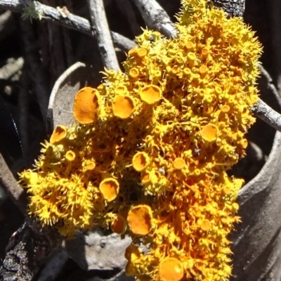 Teloschistes sp. (genus) (A lichen) at Mulligans Flat - 16 Sep 2020 by JanetRussell