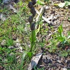 Wurmbea dioica subsp. dioica (Early Nancy) at Sutton, NSW - 16 Sep 2020 by JanetRussell