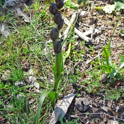 Wurmbea dioica subsp. dioica (Early Nancy) at Sutton, NSW - 16 Sep 2020 by JanetRussell