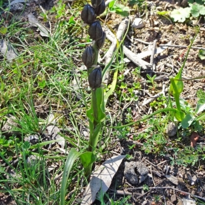 Wurmbea dioica subsp. dioica (Early Nancy) at Mulligans Flat - 15 Sep 2020 by JanetRussell