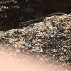 Egernia saxatilis (Black Rock Skink) at Paddys River, ACT - 4 Mar 2018 by Tapirlord