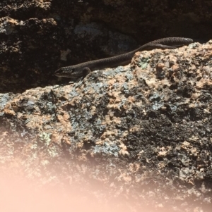 Egernia saxatilis at Paddys River, ACT - 4 Mar 2018 12:10 PM