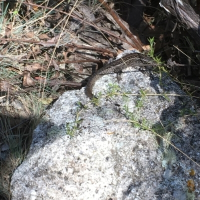 Liopholis whitii (White's Skink) at Paddys River, ACT - 4 Mar 2018 by Tapirlord