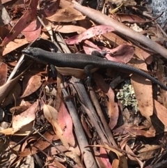 Egernia saxatilis (Black Rock Skink) at Paddys River, ACT - 4 Mar 2018 by Tapirlord