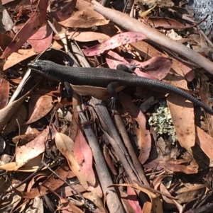 Egernia saxatilis at Paddys River, ACT - 4 Mar 2018 10:43 AM