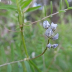 Vicia hirsuta (Hairy Vetch) at Jerrabomberra, ACT - 21 Sep 2020 by Mike