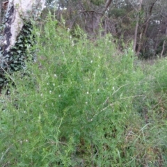 Vicia hirsuta at Jerrabomberra, ACT - 21 Sep 2020