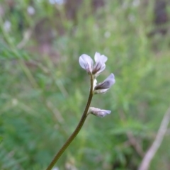 Vicia hirsuta at Jerrabomberra, ACT - 21 Sep 2020