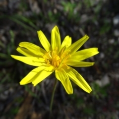 Microseris walteri (Yam Daisy, Murnong) at Tuggeranong DC, ACT - 21 Sep 2020 by Mike