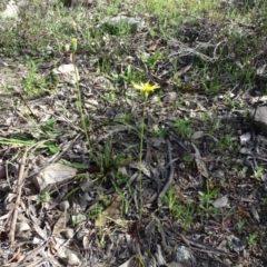 Microseris walteri at Tuggeranong DC, ACT - 21 Sep 2020