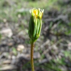 Microseris walteri at Tuggeranong DC, ACT - 21 Sep 2020