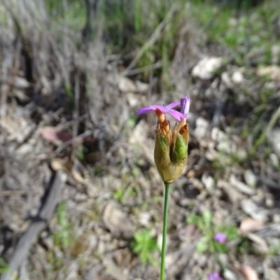 Petrorhagia nanteuilii (Proliferous Pink, Childling Pink) at Wanniassa Hill - 21 Sep 2020 by Mike