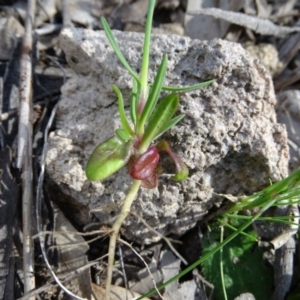 Petrorhagia nanteuilii at Tuggeranong DC, ACT - 21 Sep 2020