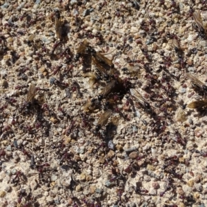 Iridomyrmex purpureus at Isaacs, ACT - 21 Sep 2020