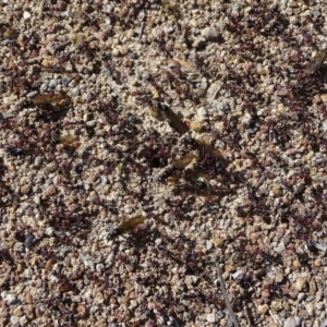 Iridomyrmex purpureus at Isaacs, ACT - 21 Sep 2020