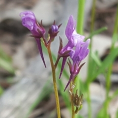 Linaria pelisseriana (Pelisser's Toadflax) at Jerrabomberra, ACT - 21 Sep 2020 by Mike