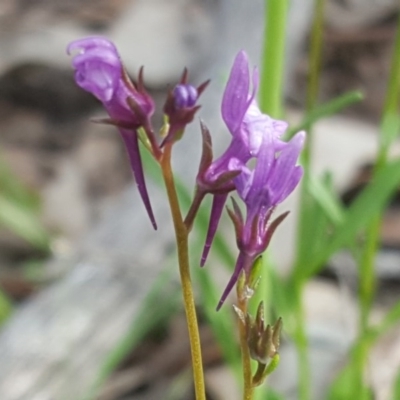 Linaria pelisseriana (Pelisser's Toadflax) at Jerrabomberra, ACT - 21 Sep 2020 by Mike