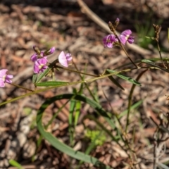 Glycine clandestina (Twining Glycine) at Hackett, ACT - 21 Sep 2020 by sbittinger