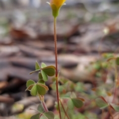 Oxalis sp. (Wood Sorrel) at Hackett, ACT - 21 Sep 2020 by sbittinger