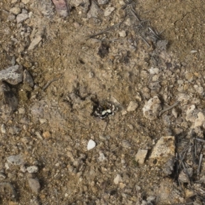 Apina callisto at Michelago, NSW - 14 Apr 2020