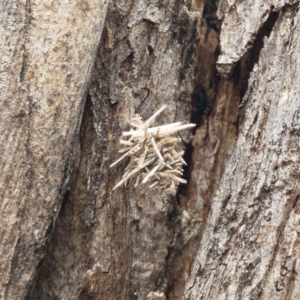 Oiketicus sp. (genus) at Bredbo, NSW - 6 Feb 2020